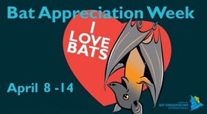 Bat Appreciation Week - Why is the economy crashing?