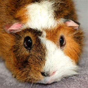 Adopt A Rescued Guinea Pig Month - Where could I adopt a Guinea Pig at?