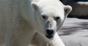 Polar Bear Day - do polar bears hibernate?