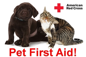 Pet First Aid Awareness Month - What Should I Look For In A German Shepherd Puppy?
