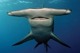 Giving Sharks A Voice Day - how to show someone hearing voices in a novel?