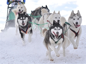 Sled Dog Day - What is a famous incident from the past where a sled dog (or dogs) saved the day?