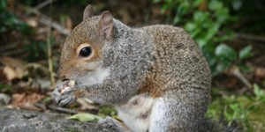 Squirrel Appreciation Day - Is there acually a nationals squirrel day?