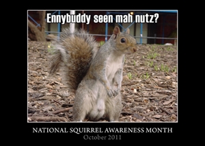 Squirrel Awareness Month - How do you train your dog to walk off a leash?