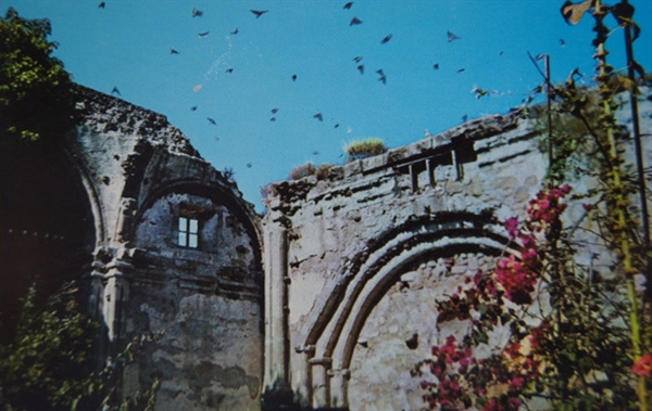 Swallows of Capistrano?