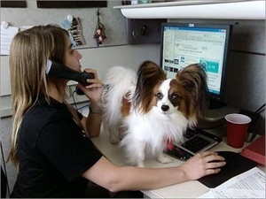Take Your Dog To Work Day - why do we call August the dog days of summer?