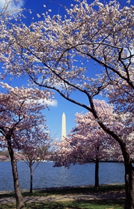 National Cherry Blossom Festival - PLEASE HELPP! What is the cherry blossom festival?