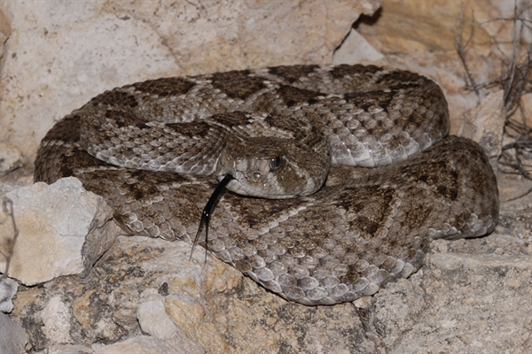 The Buckeye Herps Blog: Rattlesnake Roundups...