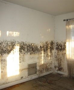Mold Awareness Month - In search of this recipe for a long while can you help?