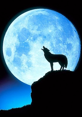 Why do wolves howl at the full moon?