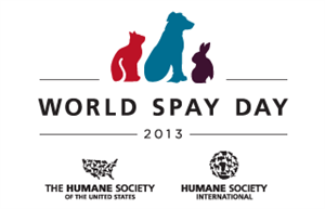 Spay Awareness Month - kitten hit by car; wanting to raise awareness?