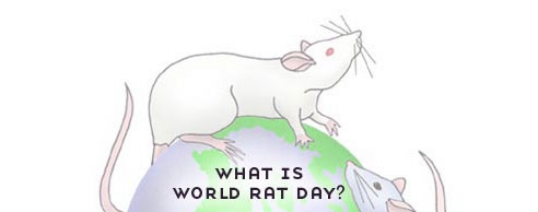 Rat Day ideas?